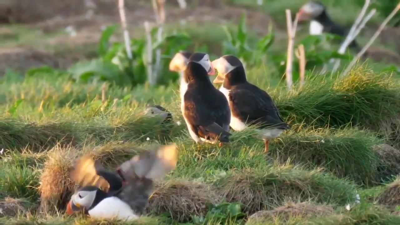 Puffins! Fun Puffin Facts for Kids